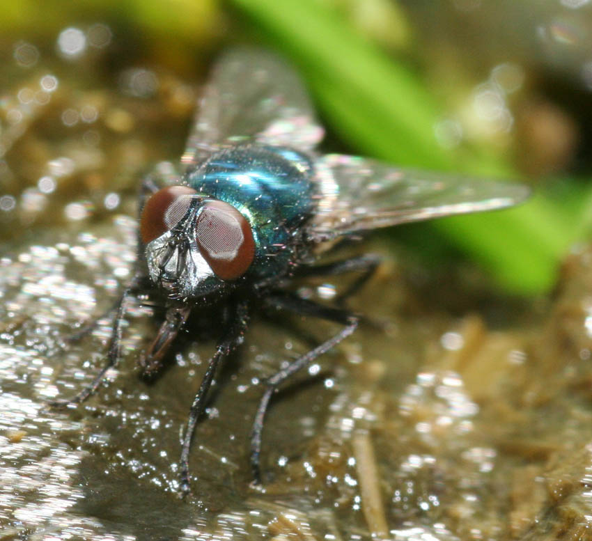 Mosca verde: Neomyia cornicina M e F (Muscidae)